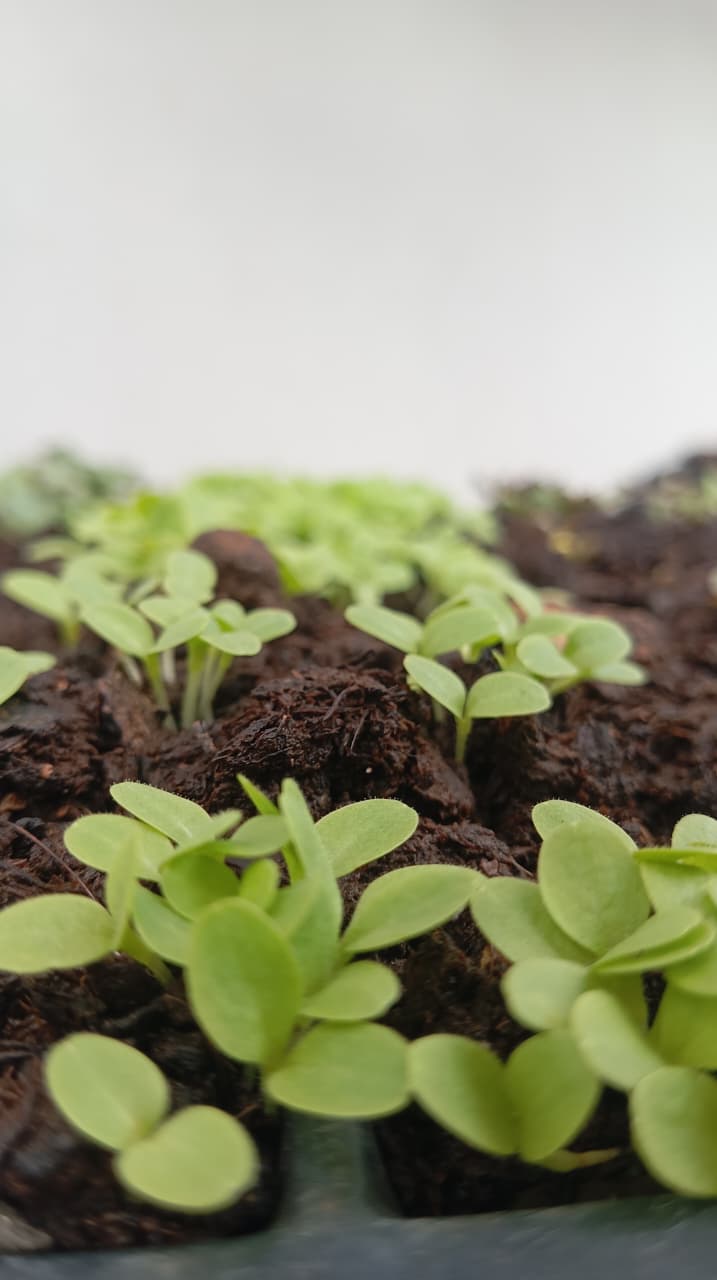 Plántulas agrícolas fertilizadas con biol orgánico MicroAndes Industria Ancestral